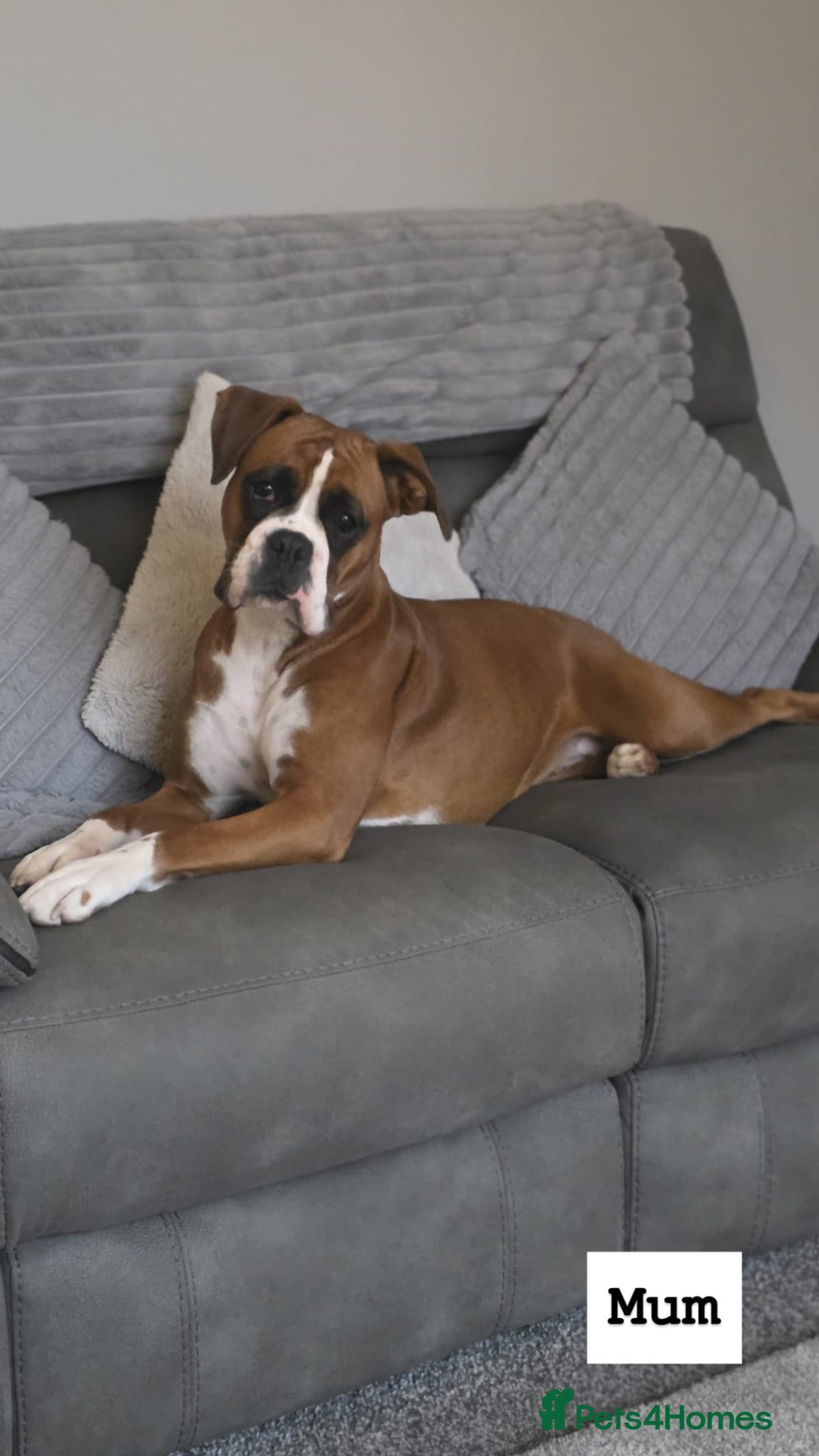 Boxer dogs Outstanding Litter of KC Reg Flashy Boxer Puppies - Advert 2