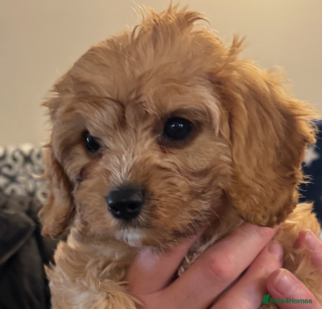 Cavapoo dogs for sale: Health-checked calm loving pups - Image 11