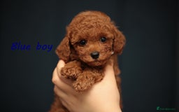 Toy Poodle dogs for sale: READY TO GO ASIAN DARK RED TOY POODLE PUPPIES - Image 7