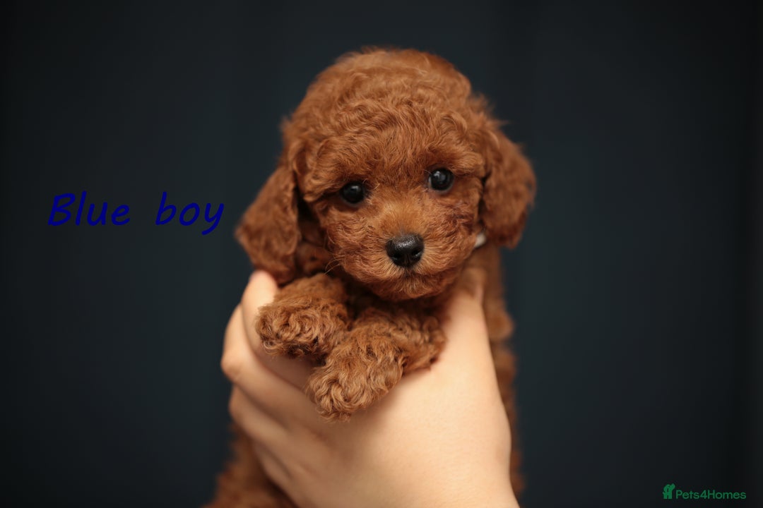 Toy Poodle dogs for sale: READY TO GO ASIAN DARK RED TOY POODLE PUPPIES - Image 7