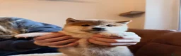 Japanese Shiba Inu dogs for sale: Kennel club registered Shiba Inu puppies  - Advert 17