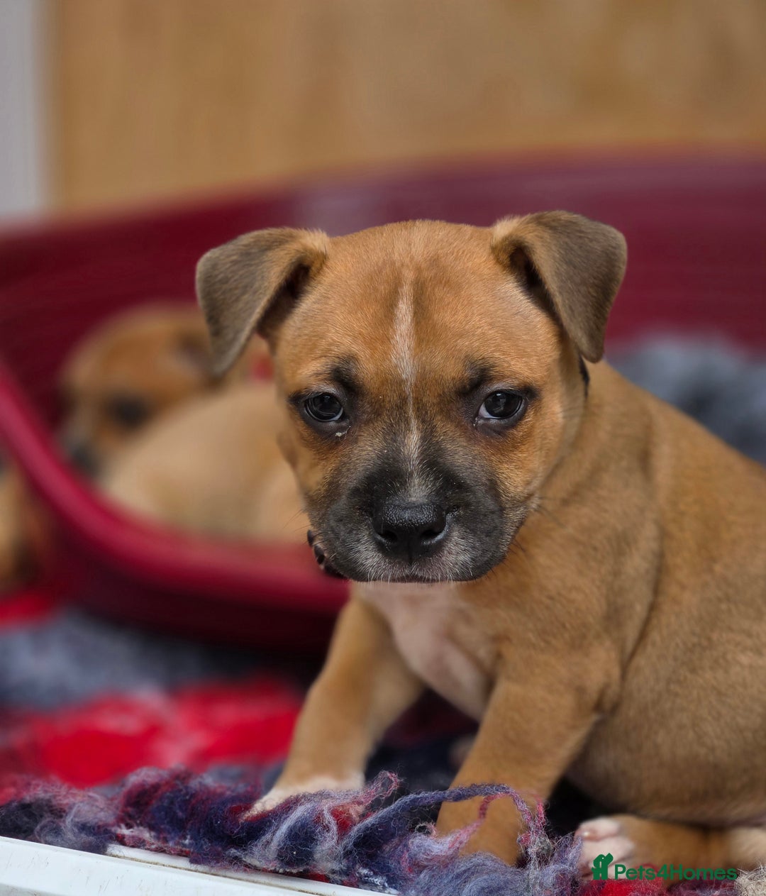 Staffordshire Bull Terrier dogs for sale: !READY NOW! KC Reg Quality Red Staffy Puppies  - Image 24