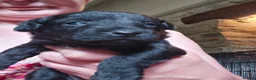 Patterdale Terrier dogs for sale: 4 chocolate/black Patterdale puppies - female - Advert 9