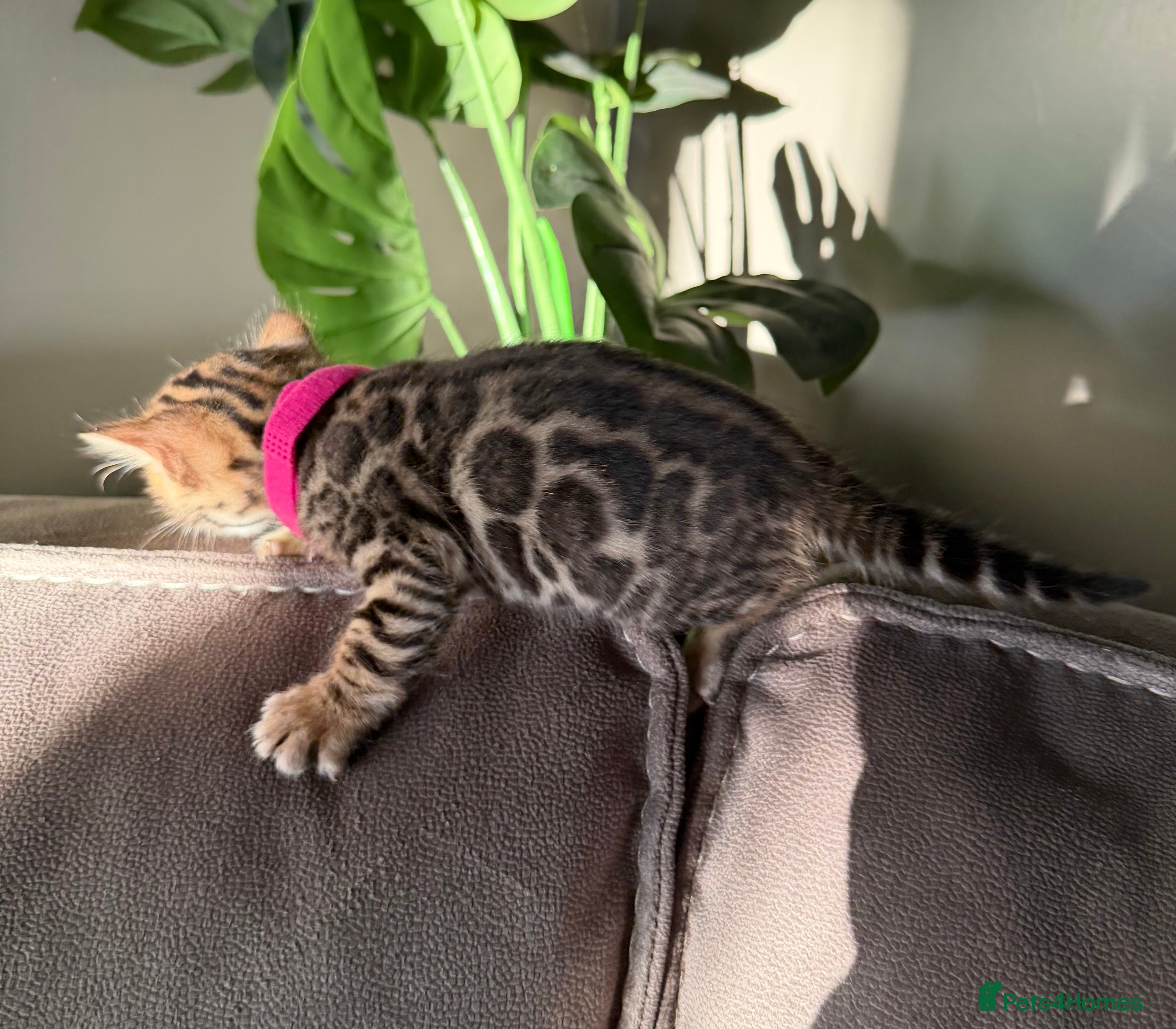 Bengal cats Beautiful Pedigree Bengal kittens for sale  - Advert 4