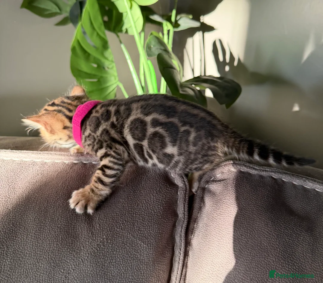 Bengal cats for sale: Beautiful Pedigree Bengal kittens for sale  - Advert 15