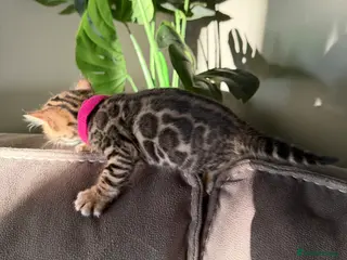 Bengal cats Beautiful Pedigree Bengal kittens for sale - Advert 4