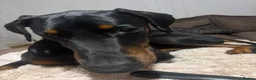 Dobermann dogs for sale: Duke 11MonthDoberman Looking for His Forever Home  in Wolverhampton - Advert 3