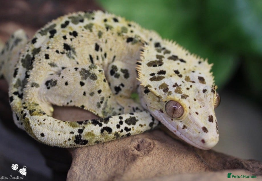 Gecko reptiles Gargoyles gecko and crested geckos  - Advert 1