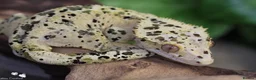 Gecko reptiles for sale: Gargoyles gecko and crested geckos  - Advert 1