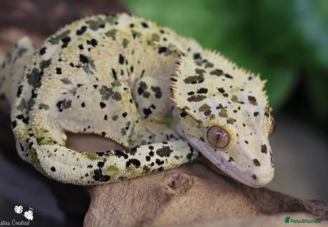 Gecko reptiles for sale: Gargoyles gecko and crested geckos  - Advert 1