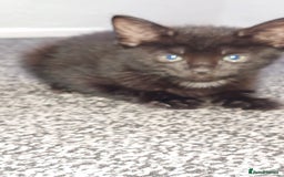 Mixed Breed cats for sale: 3 kittens looking for forever home - Image 3