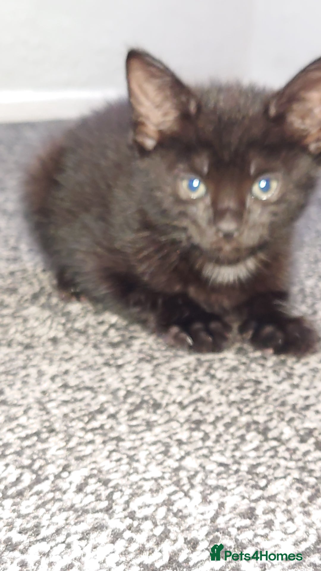 Mixed Breed cats for sale: 3 kittens looking for forever home - Image 3
