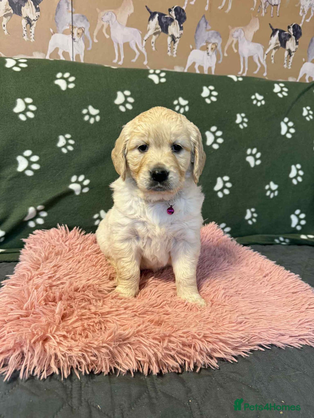 Golden Retriever dogs for sale: Stunning health tested Golden Retriever Puppies  - Advert 27