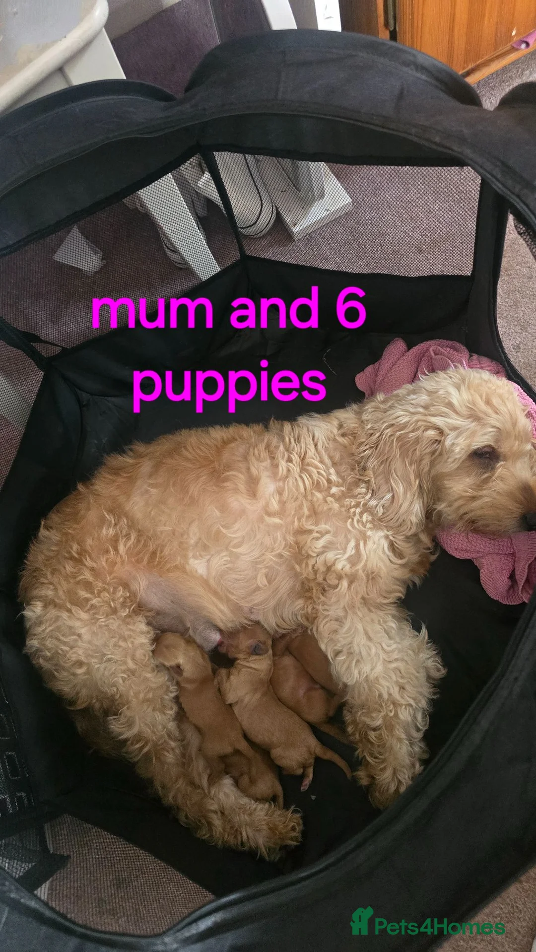 Cockapoo dogs for sale:  red 3 boys 3 girls f2 cockapoos in York - Advert 1