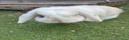 Mini Lop rabbits for sale: Beautiful mini-lop rabbits for sale - Advert 3