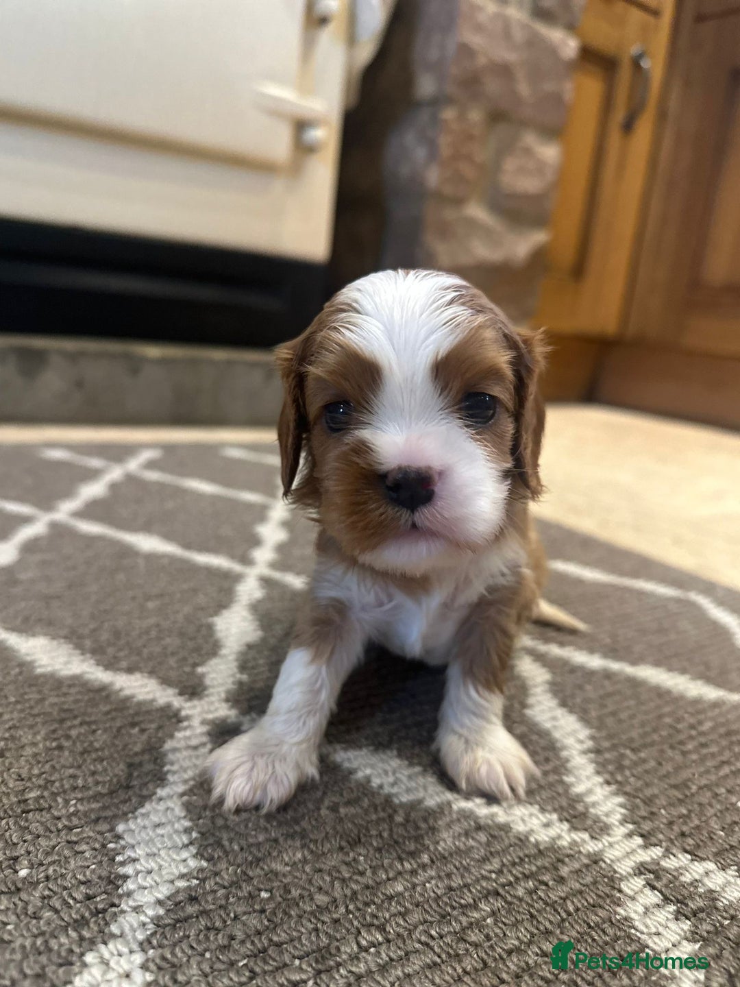 Cavalier King Charles Spaniel dogs for sale: Cavalier King Charles Pups - Advert 5