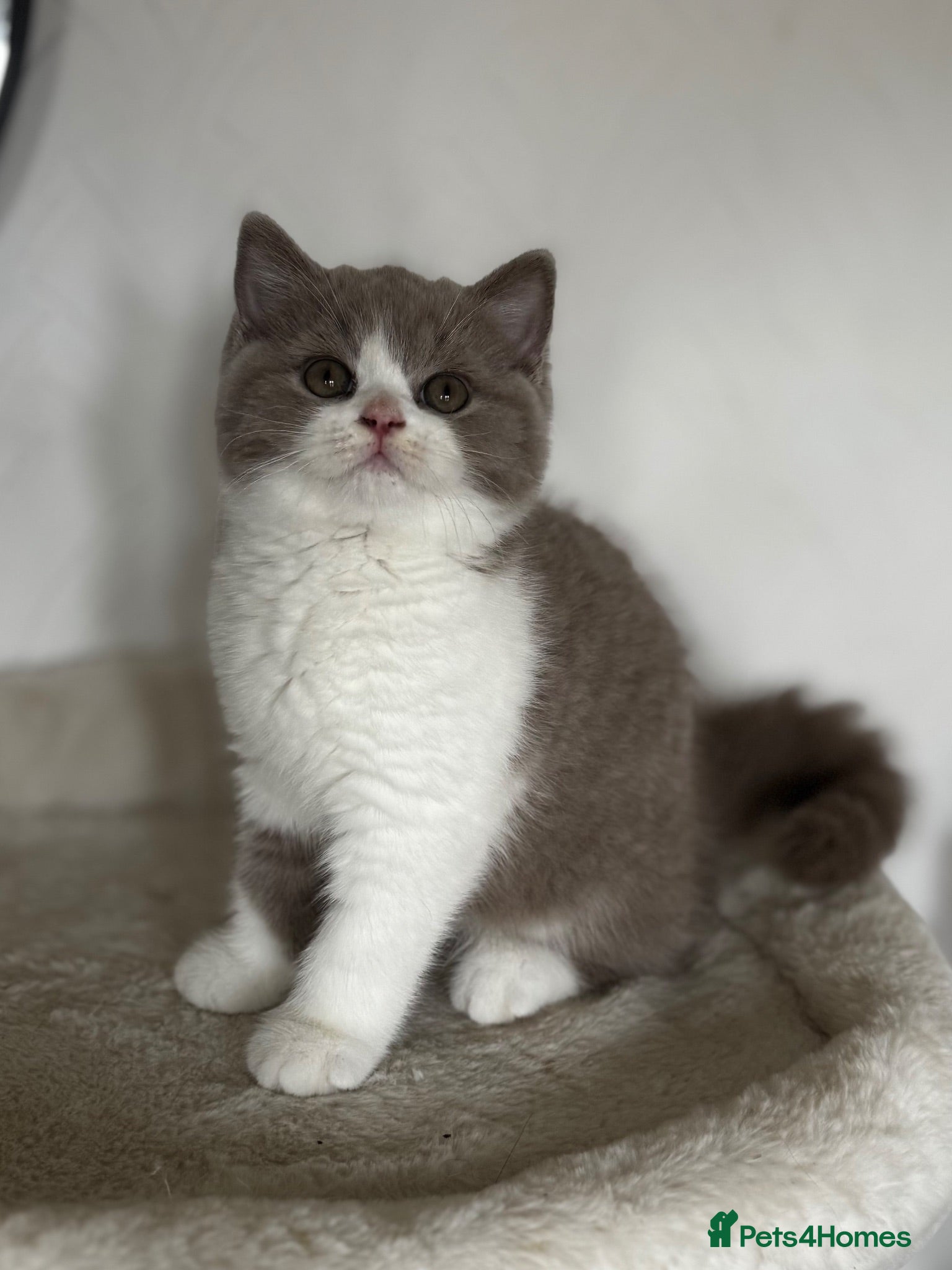 British Shorthair cats Fawn and white male British longhair   - Advert 13