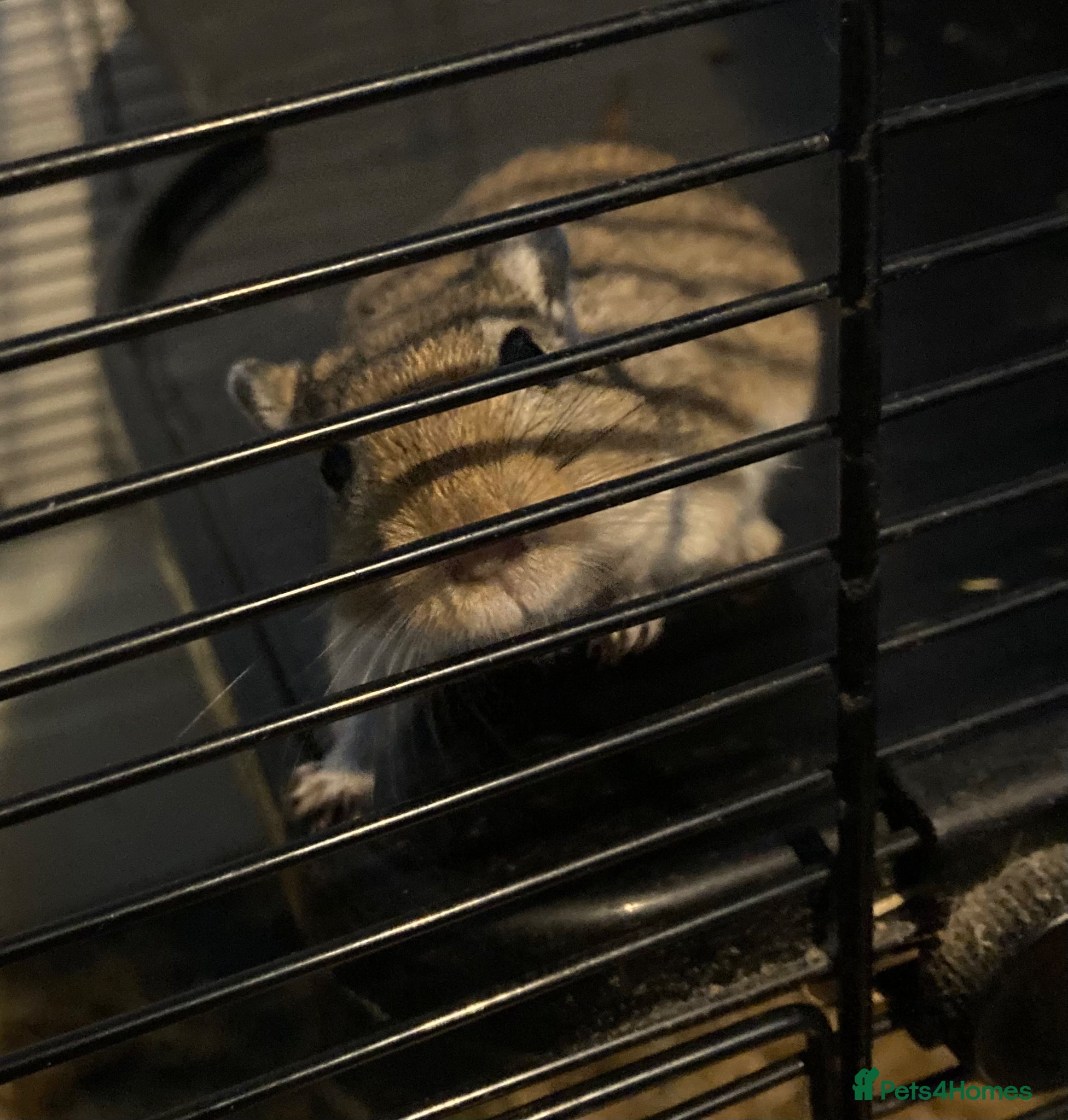Gerbil rodents Two gerbils with cage in Redditch  - Advert 8