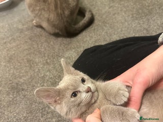 Asian cats GCCF pedigree Asian kittens - Advert 3