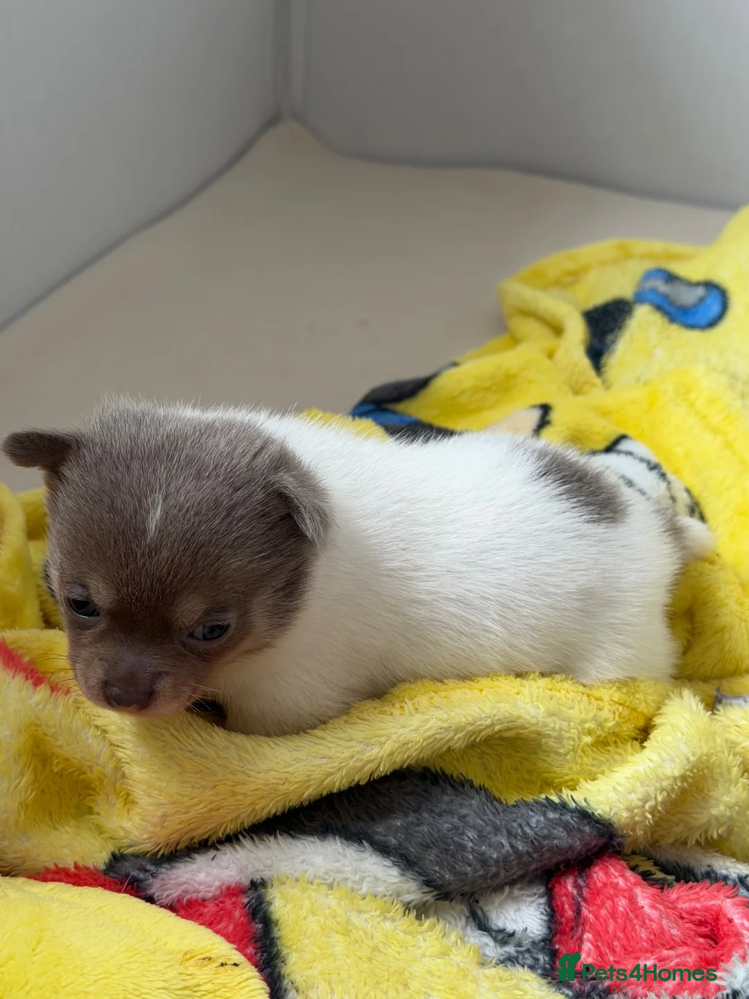 Chihuahua dogs for sale: Tiny Teddy bear 🧸 Chihuahuas  - Advert 23