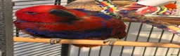 Parrots birds for sale: Beautiful 8-year-old female Eclectus parrot  in Bradford - Advert 2