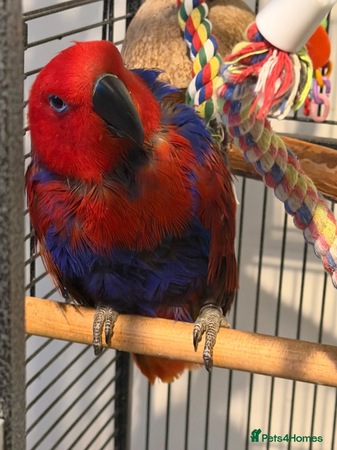Parrots birds for sale: Beautiful 8-year-old female Eclectus parrot  in Bradford - Advert 2