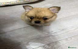 Mixed Breed dogs for sale: NEW BREED! Pomeranian x FULL FLUFFY FRENCHIE  - Image 2