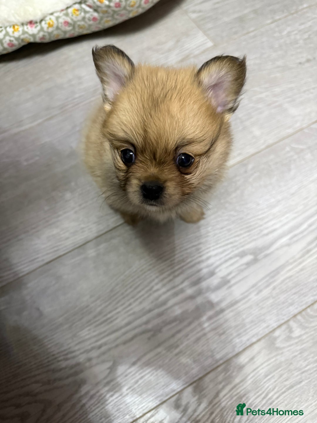 Mixed Breed dogs for sale: NEW BREED! Pomeranian x FULL FLUFFY FRENCHIE  - Image 2