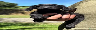 Cocker Spaniel 5