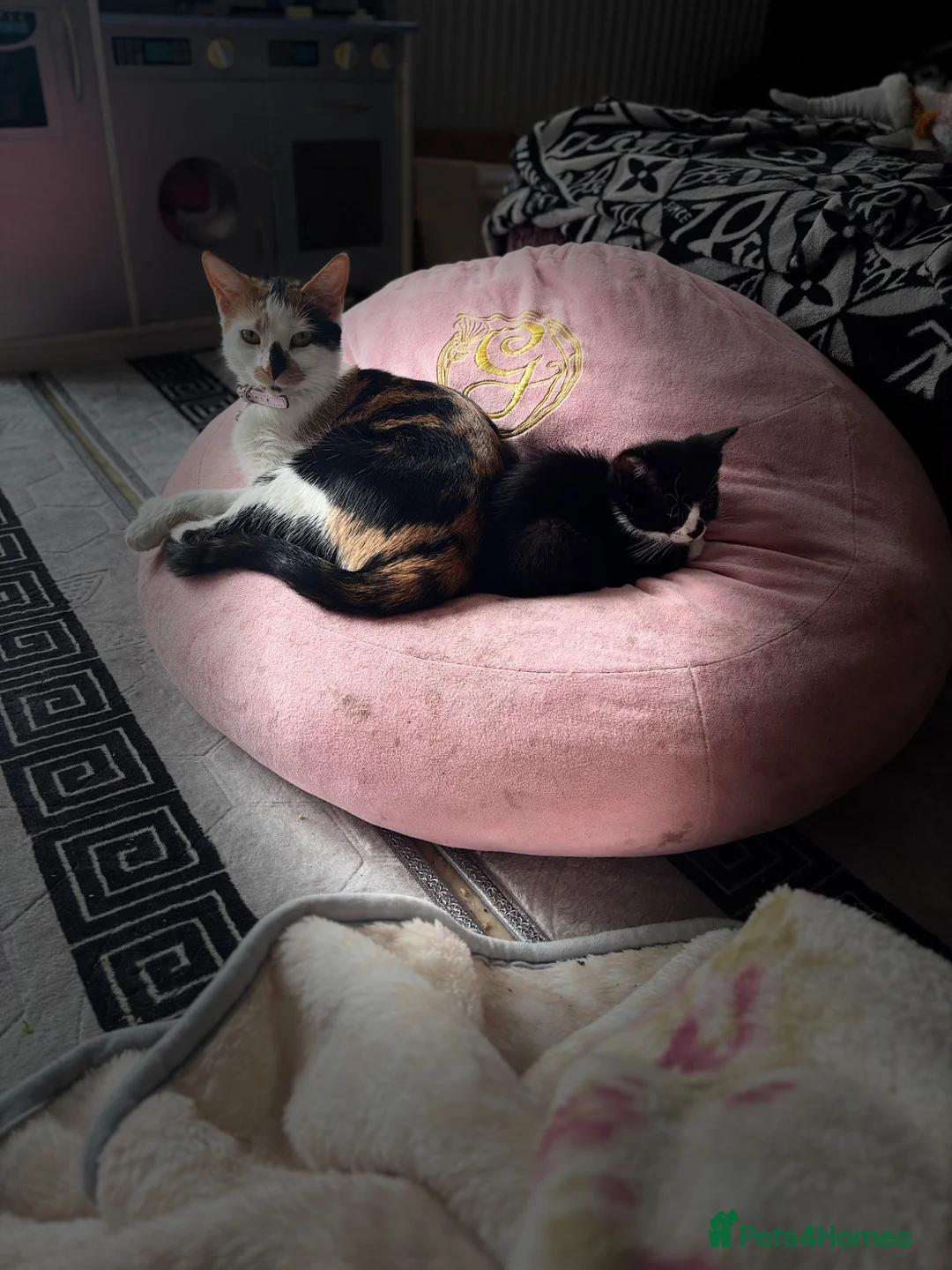 Mixed Breed cats for sale: 8 week old girl kitten  in Romford - Advert 2