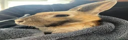 Mixed Breed rabbits for sale: Very friendly bunny in Brighton - Advert 7