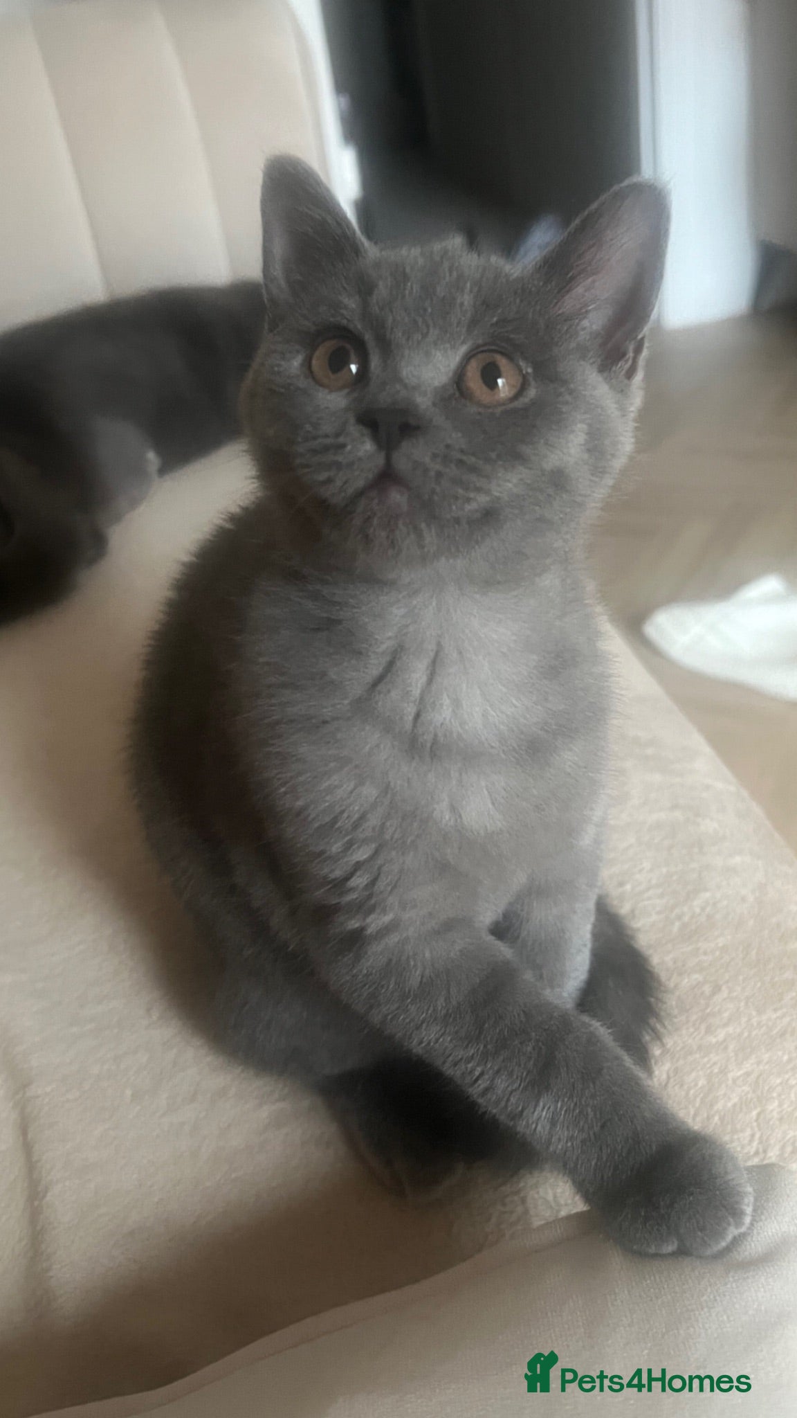 British Shorthair cats Gorgeous Blue Female Kitten – Last Girl Available - Advert 12