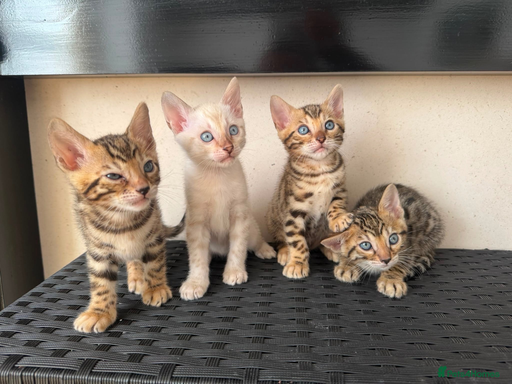 Bengal cats Bengal kittens - Advert 1
