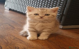 British Shorthair cats for sale: Purebred Scottish Fold and Straight kittens. in Reading - Image 6