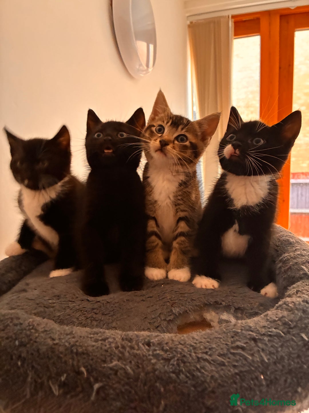 Mixed Breed cats for sale: Beautiful and super playful kittens  - Image 15