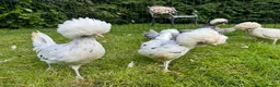 Chickens poultry for sale: Polish bantams - Advert 2