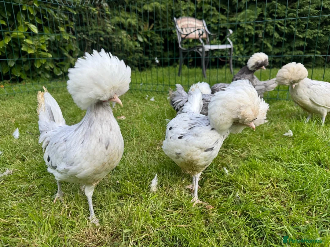 Chickens poultry for sale: Polish bantams - Advert 2