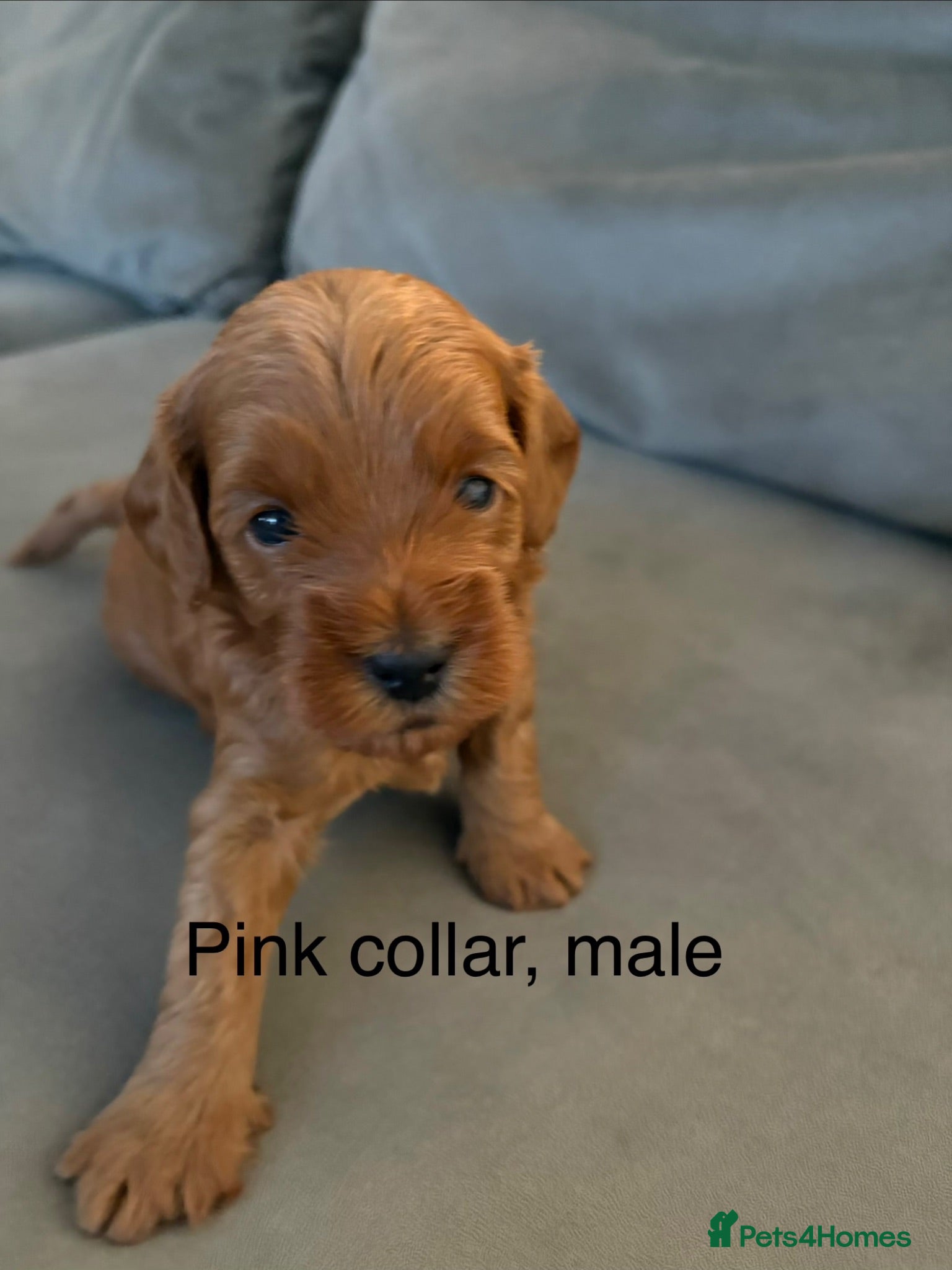 Cockapoo dogs F1B miniature cockapoo puppies. - Advert 1