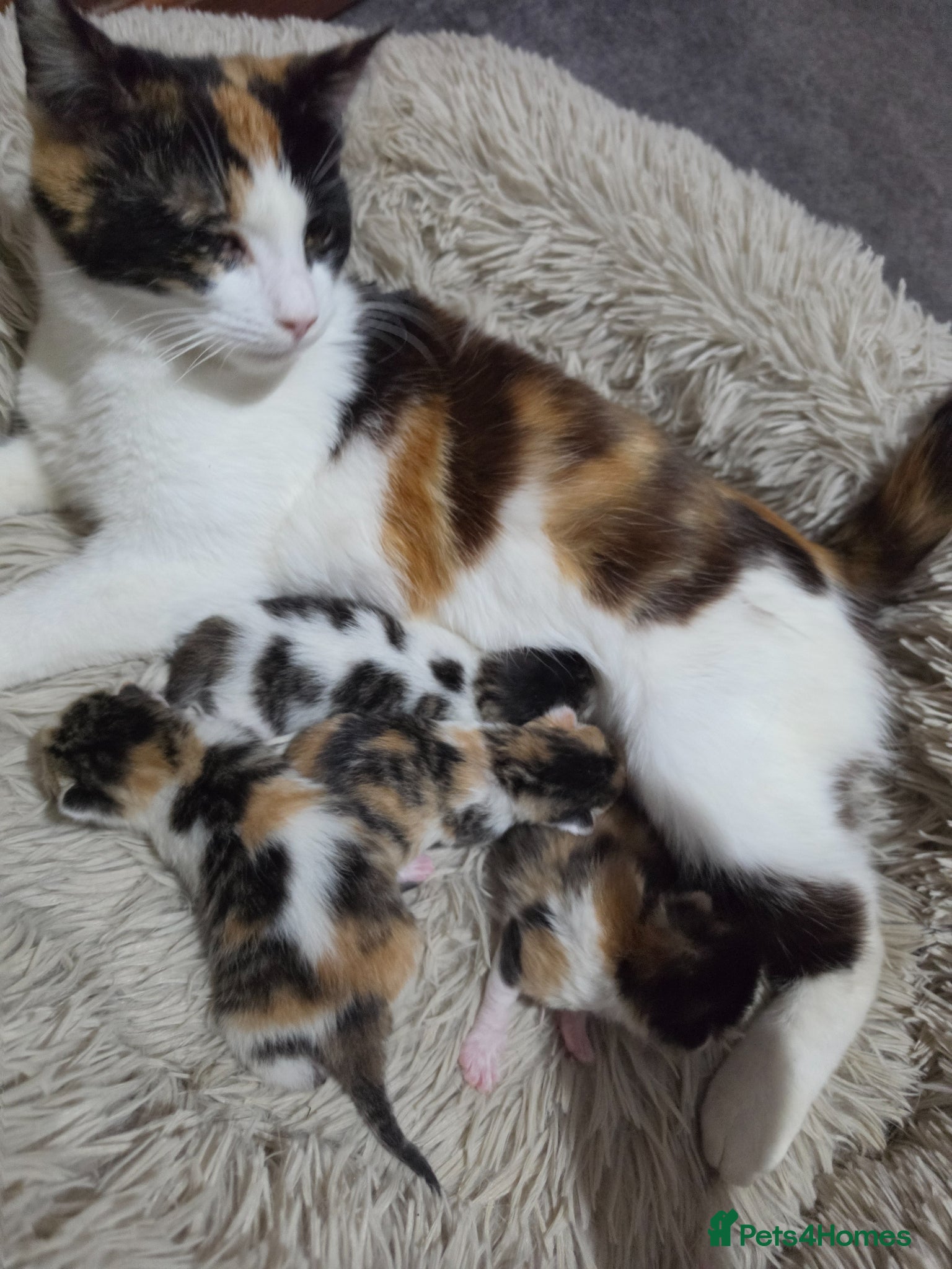 Mixed Breed cats look at all those tiny fluffballs!  - Advert 1
