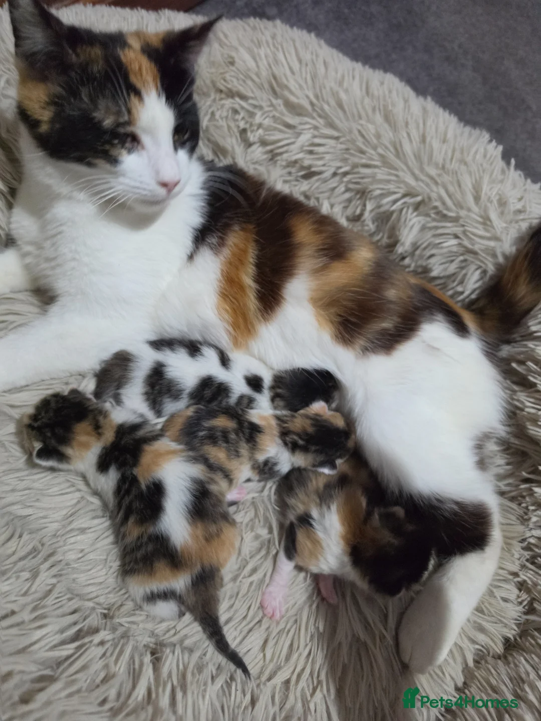 Mixed Breed cats for sale: look at all those tiny fluffballs!  - Advert 1