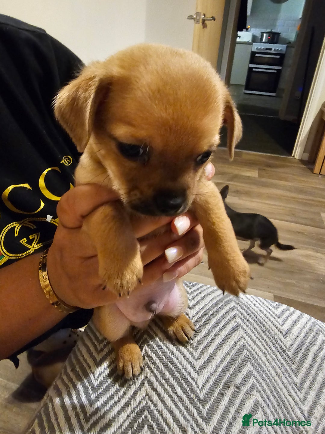 Chihuahua dogs for sale: Chihuahua  - Image 5