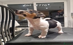 Jack Russell dogs for sale: Pure Jack russell puppies. Ultra-Rare colored.  - Advert 7