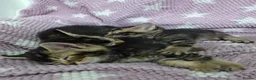Mixed Breed cats for sale: Beautiful kittens looking for their forever homes  - Advert 13