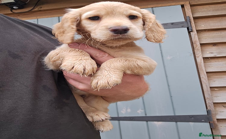 Cocker Spaniel dogs - Advert 10