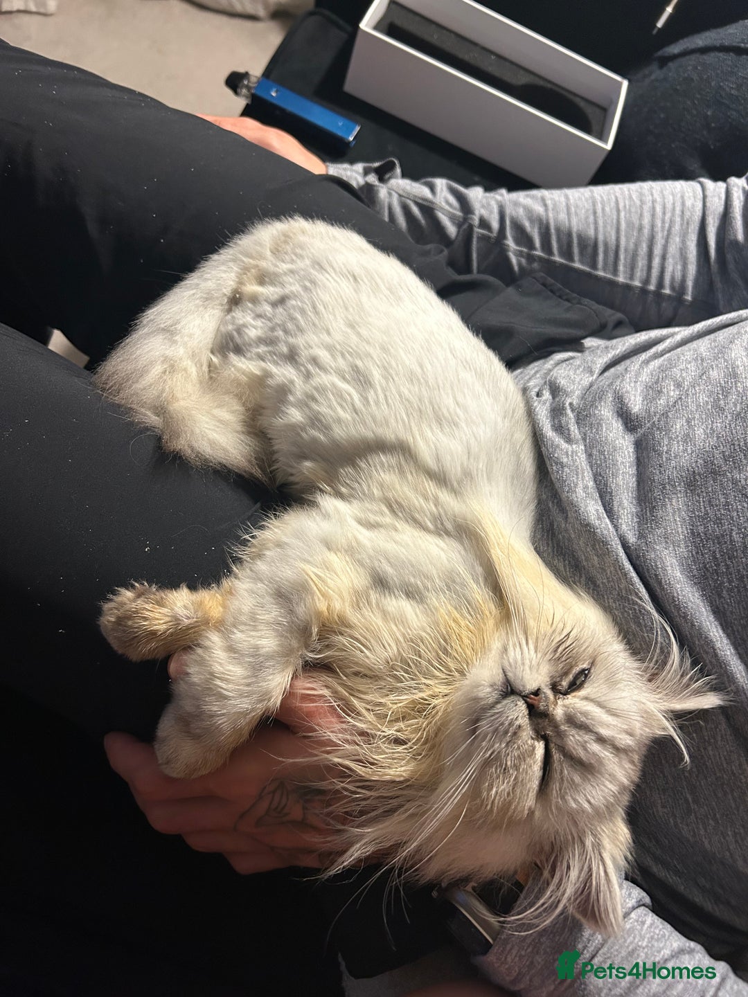 Persian cats for sale: Persian kitten - male - Image 2