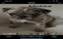 Pug dogs for sale: Pug Puppies  - Image 20
