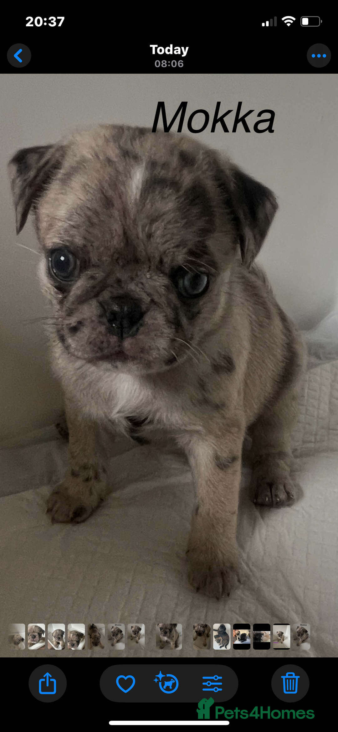 Pug dogs for sale: Pug Puppies  - Image 20