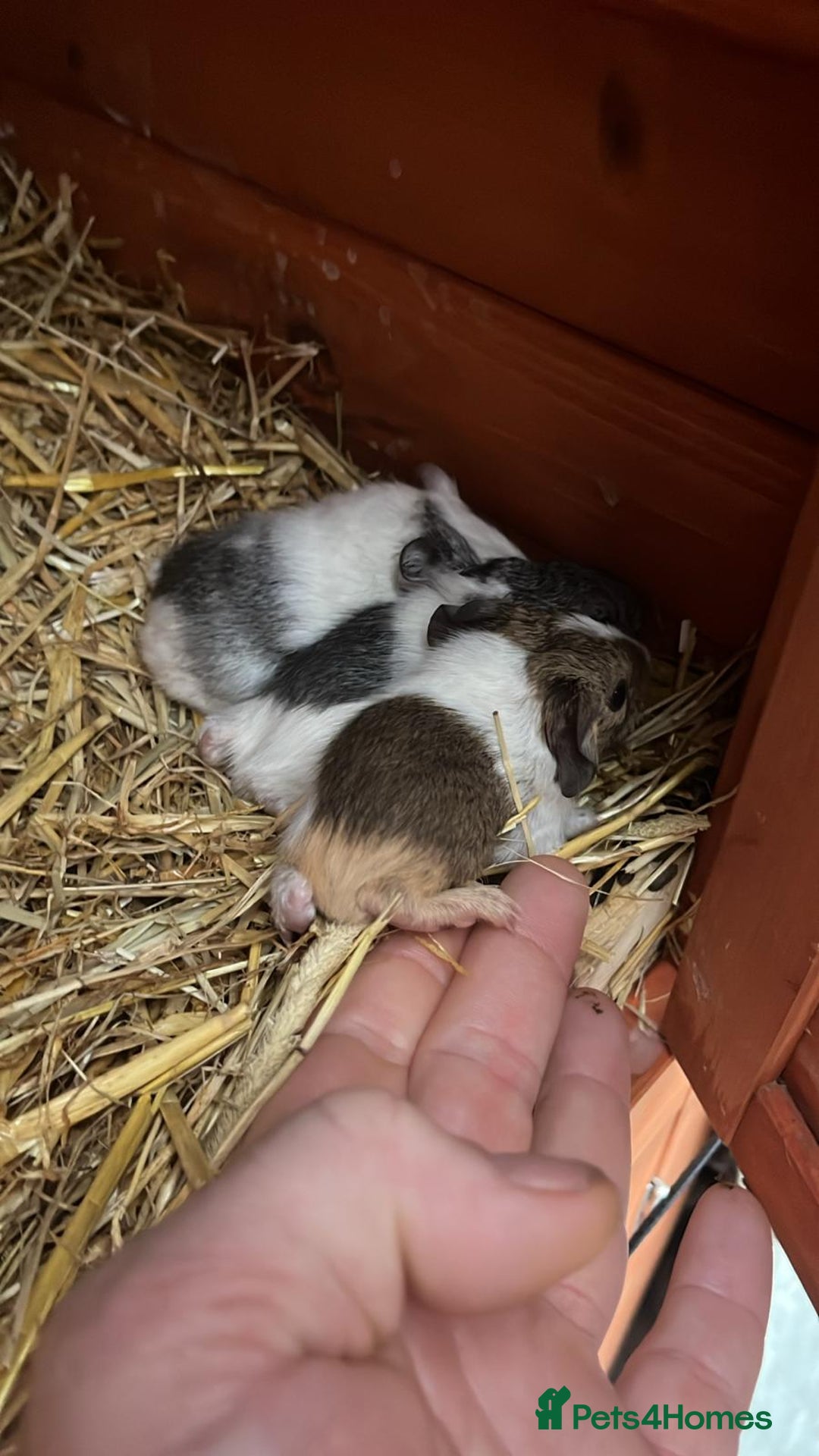 Guinea Pig rodents for sale: 3 male guineapigs  - Advert 5