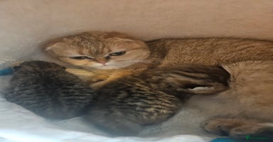 Scottish Fold cats - Advert 14
