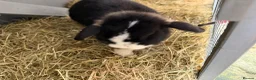 Mini Lop rabbits for sale: Beautiful mini loop in Bradford - Advert 5